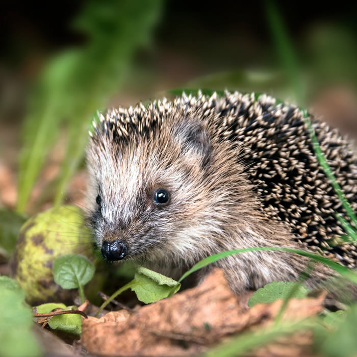 igel.jpg